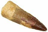 Fossil Spinosaurus Tooth - Real Dinosaur Tooth #329624-1